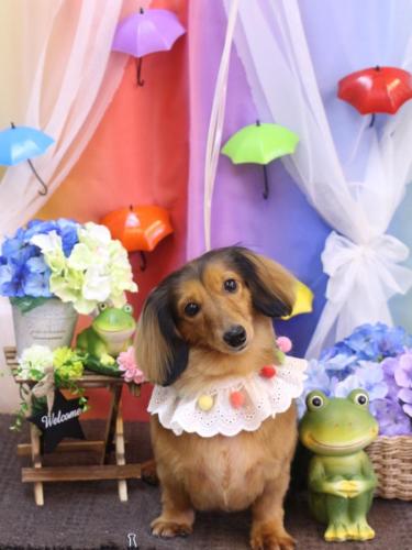 20230604めいちゃん